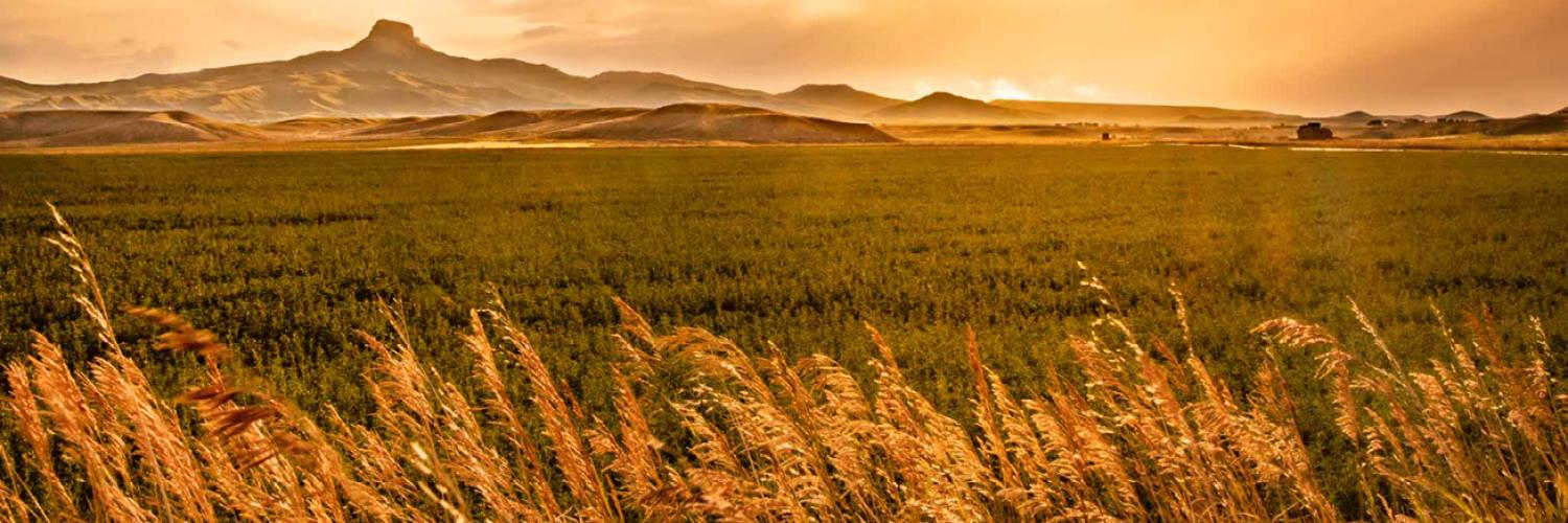 Landscape view of an open field. 